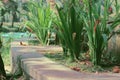 Grass Napier beside of a path way. Formal garden and path Zinda park, Bangladesh