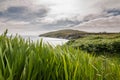 Grass near ocean