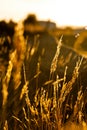 Grass nice illuminated during a beautiful sunset Royalty Free Stock Photo