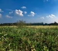 Grass and Norfolk farmland