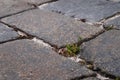 Grass between old stones. Brick road with grass and moss Royalty Free Stock Photo