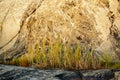 Grass on the oldest bedrock in Norway