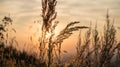 Grass with sunset background