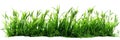 Grass and other plants in soil white isolated cutout element