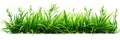 Grass and other plants in soil white isolated cutout element