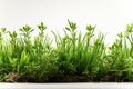 Grass and other plants in soil white isolated cutout element