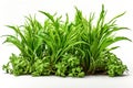 Grass and other plants in soil white isolated cutout element