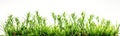 Grass and other plants in soil white isolated cutout element