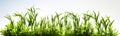 Grass and other plants in soil white isolated cutout element