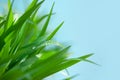 Grass Over Blue Sky Royalty Free Stock Photo