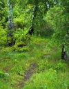 grass overgrown path between three birches Royalty Free Stock Photo