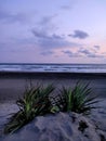 grass on parangtritis beach