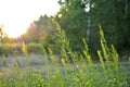 Grass in the park, garden, meadow. Macro. Beautiful wallpaper.