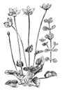 Grass of Parnassus vintage illustration