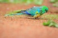 Grass parrot