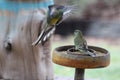 Grass Parrot Wings Outstretched