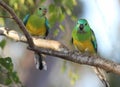 Grass Parrots