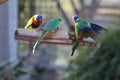 Grass Parrot Wings