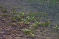 water flow over the grass