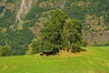 Grass pasture on mountain landscape in Flam, Norway. Cows under green tree on grassy meadow on sunny day. Summer