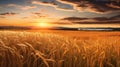 grass pasture plant country landscape