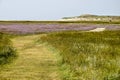 Grass path on the island of Texel