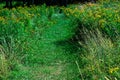 Grass Path Among Tall Wildflowers