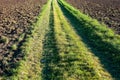 Grass path trough field