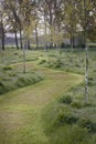 Grass path winding through young birch trees Hoevens, Netherlands