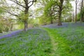 A grass path winds its way through the dense carpet of bluebells in this open woodland scene Royalty Free Stock Photo