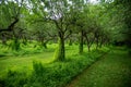 Grass paths through idyllic old fruit orchard Royalty Free Stock Photo