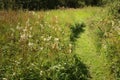 Grass pathway into the woods