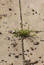 Grass in between patio slabs Royalty Free Stock Photo
