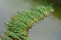 Rows of reed grass in water washed down by muddy water