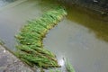 Rows of reed grass in water washed down by muddy water