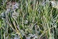 Grass pattern. Saturated green background