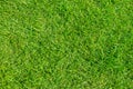 Grass pattern texture for background. Green lush lawn Royalty Free Stock Photo