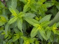 Grass peppermint Mentha piperita close up