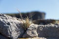 Grass persistently growing through a barren stone