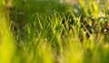 grass photo out of focus Royalty Free Stock Photo