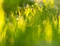 grass photo out of focus Royalty Free Stock Photo