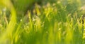 grass photo out of focus Royalty Free Stock Photo