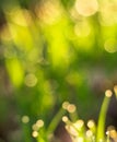 grass photo out of focus Royalty Free Stock Photo