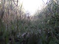 Grass Photography in indian village outside photo