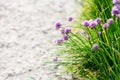 Grass and pink chives flowers on edge of pathway Royalty Free Stock Photo