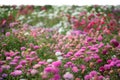 Grass and pink summer flowers isolated on white Royalty Free Stock Photo