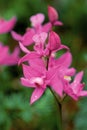 Grass Pink Orchid 49249