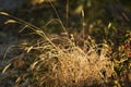 Grass plant detail shot in autumn