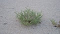 grass plant in dry lands of qatar Qatar, Zygophyllum qatarense