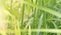 Grass, plant leaves and sunlight - abstract nature background - Royalty Free Stock Photo